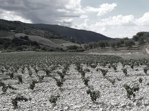 Plantación Mercier - Chianti, Italia - Tradicional