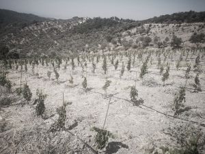 Plantación Mercier - Turquía - Tradicional