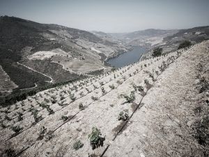 Plantación Mercier - Douro, Portugal - Tradicional