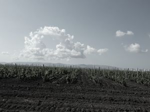 Plantación Mercier - Rusia - Tradicional