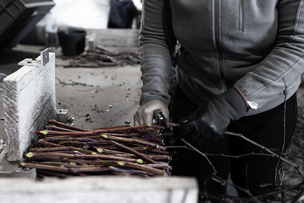 Rootstocks available