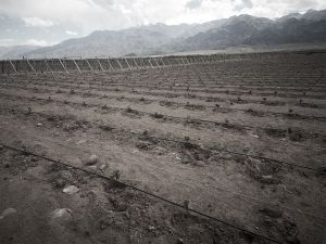 Plantation Mercier - Mendoza, Argentina - Traditional