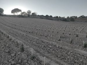 Plantation Mercier - Ribera del Duero, Spain - Traditional