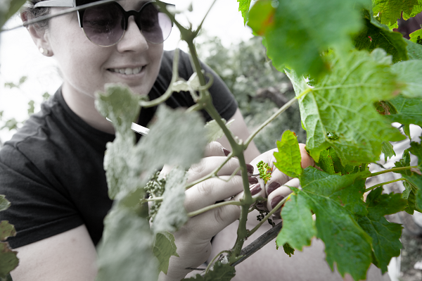 Innovación varietal, mejora vegetal