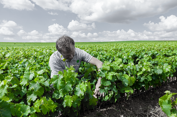 Control de la producción vegetal