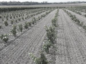 Plantation Mercier - Cognac - Traditionnels