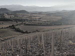 Plantation Mercier - Patrimonio, Corse - Traditionnels