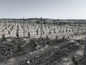 Plantation Mercier - Dordogne - Traditionnels