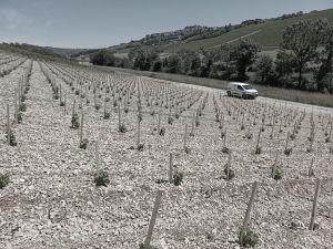 Plantation Mercier - Sancerre - Traditionnels