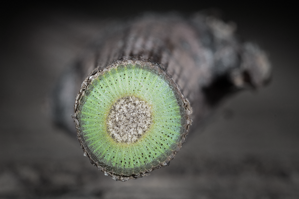 Control biológico de las plantas más resistentes