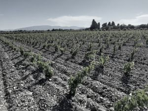 Plantation Mercier - Côtes du Rhône - Traditionnels