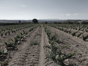 Plantation Mercier - Luberon - Traditionnels