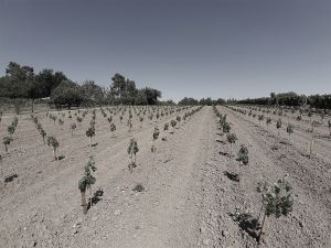 Plantation Mercier - Fronsac - Traditionnels plants longs