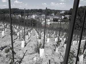 Plantation Mercier - Saumur - Traditionnels