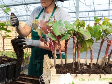 Chaque année, nos premiers triages qualité commencent par les plants en pot P9 Ʌltis parfaitement adaptés aux remplacements d’automne en conditions...