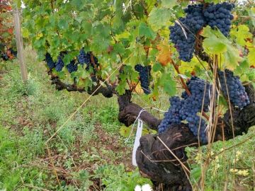 Notre client de Terranjou (49) nous a confié la réalisation d’une sélection massale privée sur une parcelle de Cabernet Franc plantée en 1947 pour préserver...