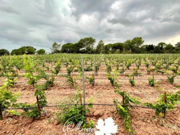 Magnifique plantation de Vermentino clone 766 sur R110 en pot 7 Altis réalisée mi-juin à Fréjus. Nous avons fait la plantation de cette parcelle à la...