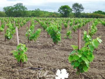 Belle plantation d’Ugni Blanc sur 5 BB format traditionnel racines nues réalisée à la machine sur des sols bas drainés dans la zone des Fins Bois à Cognac....