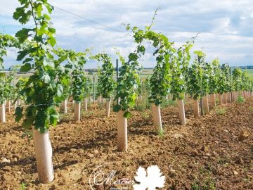 Très belle plantation de Chenin clone 220 et Fercal clone 242 en format traditionnel a été réalisée à La Roche-Clermault en Indre et Loire. Ces pieds ont été...