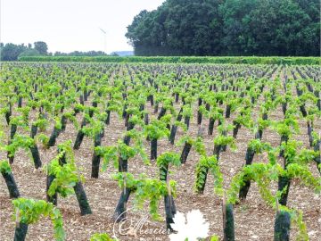 Plantation mécanique en avril du cépage Ugni Blanc dans la région nord de la Charente-Maritime. Ces plants s’enracinent profondément dans une terre de groie,...