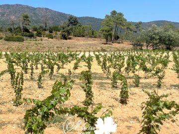 Cette plantation mécanique de Cabernet Sauvignon clone 15 sur R110 en format traditionnel a eu lieu sur la commune de Bormes-les-Mimosas. Comme beaucoup de...