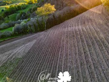 Dans la commune de Conques en Rouergue (Aveyron), nous avons réalisé une plantation en terrasse avec une pente de 67%, en format traditionnel racines nues....