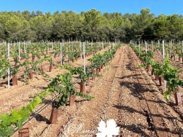 La plantation de Clairette s'est déroulée sur le plateau de Saint-Antonin-sur-Bayon, au pied de la Sainte-Victoire, dans les Bouches-du-Rhône. Il s'agit...