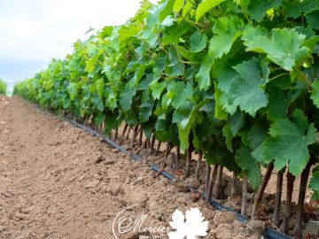 Nous utilisons le système d’irrigation goutte à goutte en raison de ses nombreux avantages. Contrairement à l’arrosage par aspersion, Cette méthode nous...