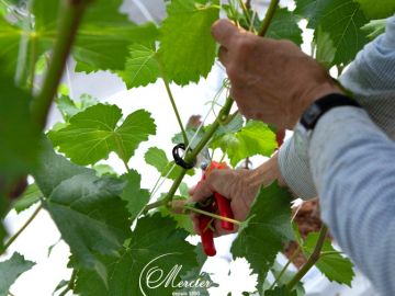 Dans les serres, la culture hors-sol de greffons est minutieusement suivie par nos équipes. Elle nécessite un palissage consistant à clipser les rameaux avec...