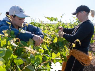 De juin à la mi-août, pour réduire le risque de cassure des rameaux vignes-mères porte-greffes montés sur fils, nos équipes les attachent à l’aide de...