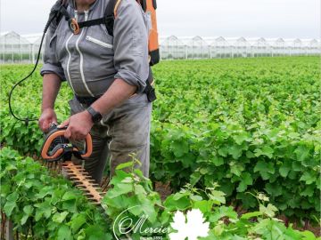 Le faucillage manuel est nécessaire pour les grands plants dont les tiges mesurent 58 cm ou 45 cm. Nous conservons environ 25 cm de feuillage comme pour le...