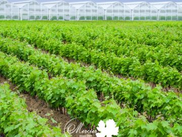 Pour lutter contre le mildiou et l’oïdium, tout en réduisant notre impact sur l’environnement, nous appliquons sur nos plants des stimulateurs de défenses...