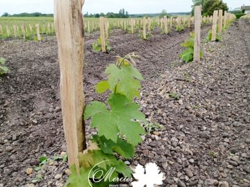 La première plantation de l'année sur le Médoc a eu lieu à Blaignan-Prignac, un terroir réputé de l'appellation Médoc. Le 19 avril, une plantation mécanique...