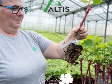 Les premiers plants Ʌltis sortent de nos ateliers ! Il s’agit de plants en pots biodégradables, greffés en mars et livrables dès maintenant. Ʌltis est la...