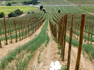 Superbe plantation de Syrah clone 747 sur 140 RU format traditionnel racines nues effectuée à la machine sur le secteur de Maury en appellation Côtes du...