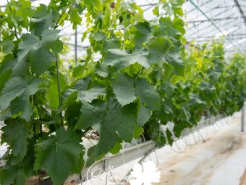 Dans les serres, nos équipes préparent d’ores et déjà les greffons pour la saison prochaine. Pour produire des greffons en hors sol, nous les plantons dans...