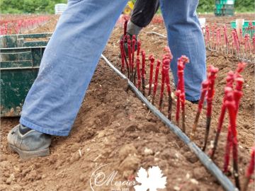 Nos équipes ont commencé les plantations en pépinière le 3 mai dernier. Malgré les intempéries, la bonne synchronisation entre la préparation des sols et...