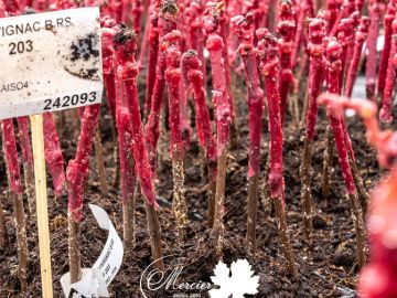 Les pots de la nouvelle gamme Altis sont en train d’être préparés par nos équipes. Tous nos plants sont mycorhizés pour optimiser la reprise, ils bénéficient...