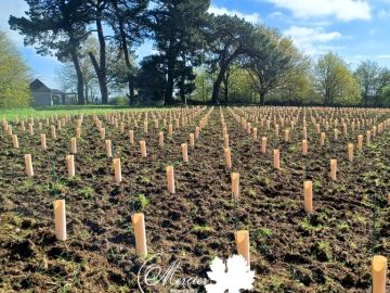 Merci à notre équipe de planteurs pour cette plantation dans cette nouvelle région viticole. Le client a immédiatement protégé ses plants avec des caches...