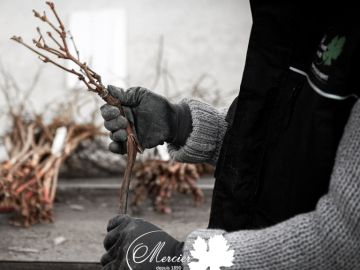 Le temps des livraisons et des plantations approche. Nous tenions à rappeler à tous les vignerons que la qualité physiologique reste la base d’une plantation...