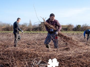 Pendant que la récolte des vignes-mères de porte-greffes et de greffons se poursuit, dans les ateliers les opérateurs débouturent le matériel végétal en vue...