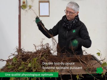 Le triage qualité est tout juste terminé. Seuls les plants parfaitement conformes à nos exigences seront des Altis. La quantité de plants livrables dépend de...