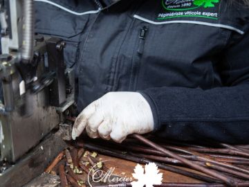 Le greffage est avancé uniquement pour la production des plants programmés pour la nouvelle plantation en serre hors-sol du printemps 2025. L’objectif est de...